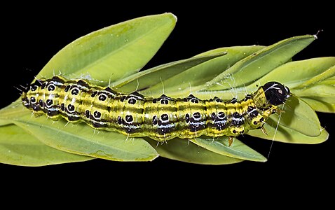 Cydalima perspectalis (Box Tree Moth), caterpillar