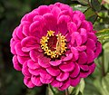 * Nomination Zinnia (with grass skipper) --Rhododendrites 00:25, 30 April 2020 (UTC) * Promotion Good quality. --The Cosmonaut 01:12, 30 April 2020 (UTC)