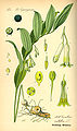 Polygonatum multiflorum (as syn. Convallaria multiflora) plate 110 B in: Otto Wilhelm Thomé: Flora von Deutschland, Österreich u.d. Schweiz, Gera (1885)