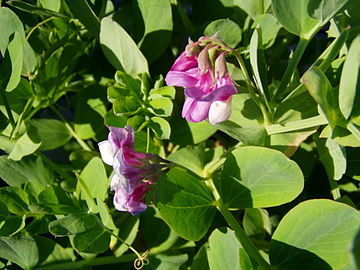 Lathyrus japonicus