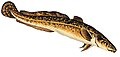 English: Burbot (Lota lota) is the provincial fish of Västergötland. Svenska: Laken är Västergötlands landskapsfisk.