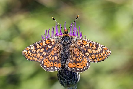 ♂ Euphydryas aurinia (Marsh fritillary)