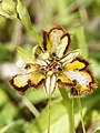 Ophrys speculum aberration with 3 lips Spain - Mallorca Randa