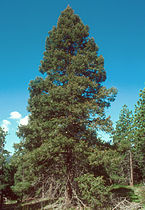 Tree, Pike and San Isabel National Forests, south-central Colorado