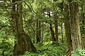 Forest, Sitka National Historic Park, Alaska, USA