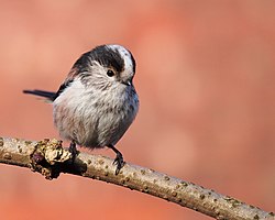 Long-tailed tit, Aegithalos caudatus