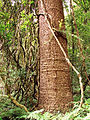 Trunk, Bunya Mountains National Park, Queensland