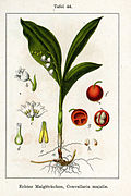 Jacob Sturm vol. 1 - plate 44 in: Jacob Sturm: Deutschlands Flora in Abbildungen (1796)