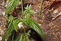 Epilobium glaberrimum