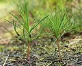 Pinus sylvestris