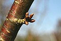 Shoot with flower buds