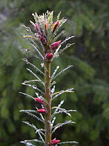 Lead shoot; West Tiger Mountain, Washington