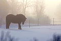 Icelandic horse