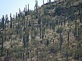 osmwiki:File:Sentinel Peak Tucson Arizona.JPG