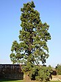 osmwiki:File:Sequoiadendron giganteum at Kenilworth Castle.jpg