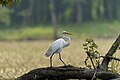 * Nomination Great Egret, Keeney Cove, Glastonbury, CT USA --Pdanese 21:04, 18 August 2024 (UTC) * Promotion  Support Good quality. --Bgag 02:27, 19 August 2024 (UTC)