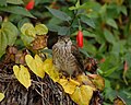 Immature in winter; Florida