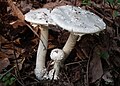 Amanita kotohiraensis