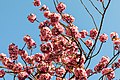 * Nomination Blossom of cherry trees in Schulstrasse, Münster, North Rhine-Westphalia, Germany --XRay 02:55, 30 April 2020 (UTC) * Promotion  Support Good quality -- Johann Jaritz 03:06, 30 April 2020 (UTC)