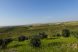 Olive trees in Erbil4.jpg