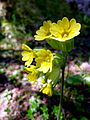 A Peguera (Berguedà - Catalunya)