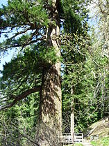 Old tree 4 m diameter, Oregon Caves National Monument, Oregon