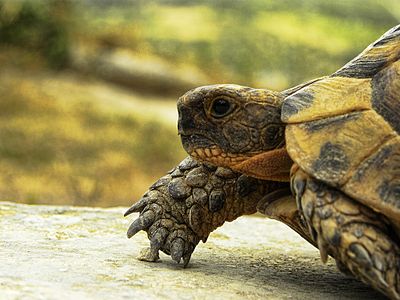 5. Spur-thighed tortoise by Ammar Qadous