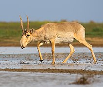 Saiga antelope at the Stepnoi Sanctuary.jpg