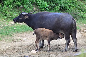 water buffalo