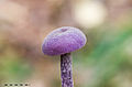 Amethyst Deceiver