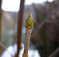 bud