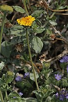 Encelia actoni