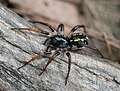 Corinnidae (Supunna ?)