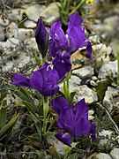   Iris lutescens