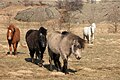 Icelandic horses in Egilsstaðir