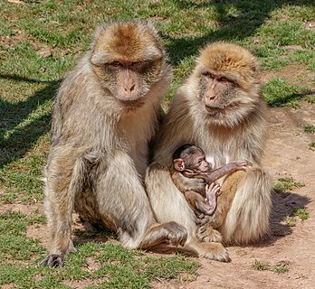 Barbary macaque father and mother with baby
