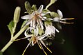 Prenanthes alata