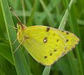 Colias hyale