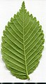 * Nomination Ulmus. Leaf abaxial side. --Knopik-som 11:54, 25 June 2021 (UTC) * Promotion  Support Good quality.--Horst J. Meuter 12:00, 25 June 2021 (UTC)