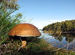 Boletus in Finnish forest.jpg