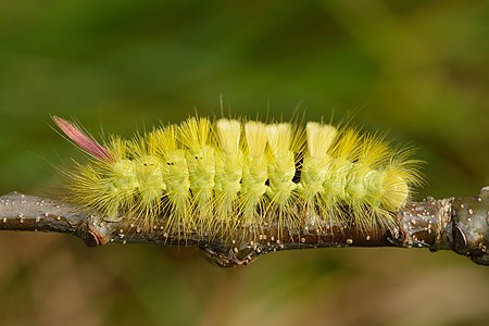 Calliteara pudibunda caterpillar - Keila1