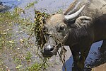 Thumbnail for File:Cambodia. Water buffaloes. img 02.jpg