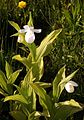 Cypripedium reginae alba color