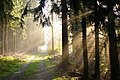 Herbst im Teutoburger Wald