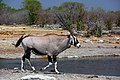 Oryx gazella