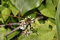 Prenanthes alata