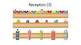 Receptors III -- Smart-Servier.jpg