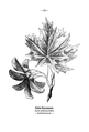 Acer platanoides plate 135 in: Wayside and woodland blossoms, 1895 alternative