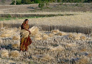 Hand harvest in India