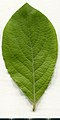 * Nomination Salix caprea. Leaf adaxial side. --Knopik-som 11:54, 25 June 2021 (UTC) * Promotion  Support Good quality. --Nefronus 15:30, 25 June 2021 (UTC)